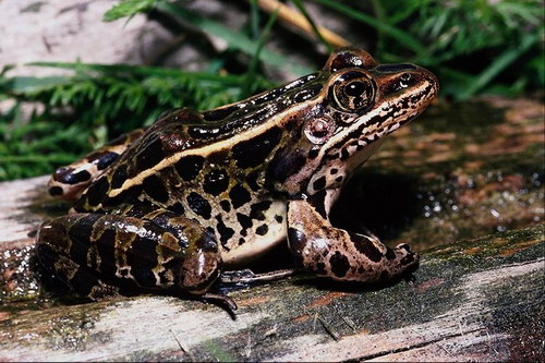 �������� ��� :: ������� ���� 18