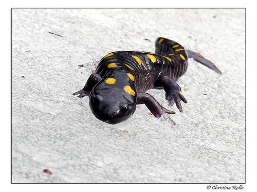 �������� ��� :: ��� �������� ���� 68