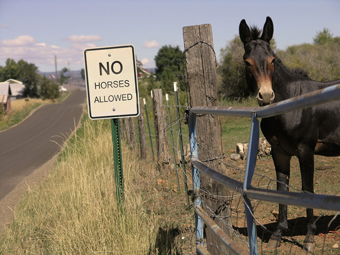 �������� ��� :: No horses allowed :: ���������� 2