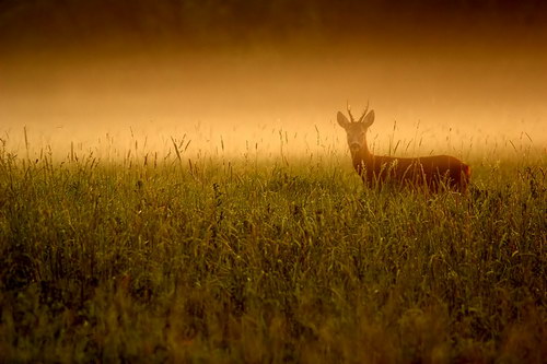 ���������� :: �������� Pawel Spychala ���� 5