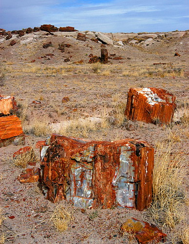 ������� :: ���������� ��� (Petrified forest) ���� 1