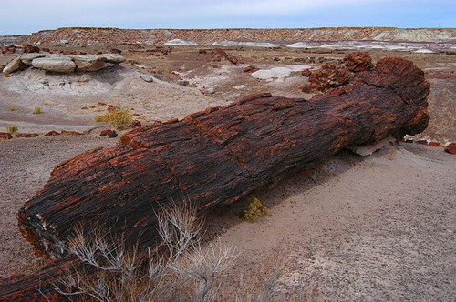 ������� :: ���������� ��� (Petrified forest) ���� 4