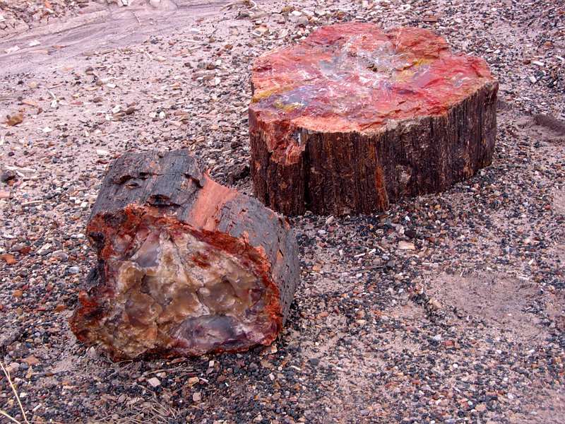 ������� :: ���������� ��� (Petrified forest) :: ���������� 2