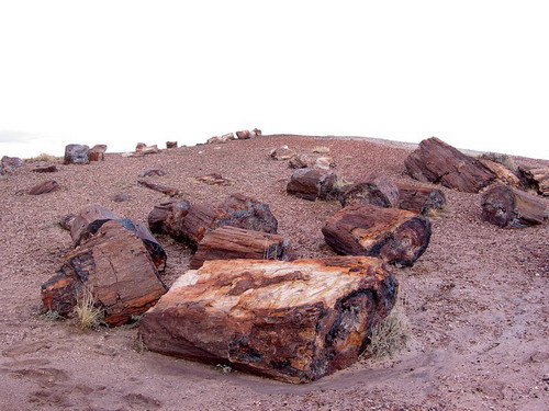 ������� :: ���������� ��� (Petrified forest) ���� 6