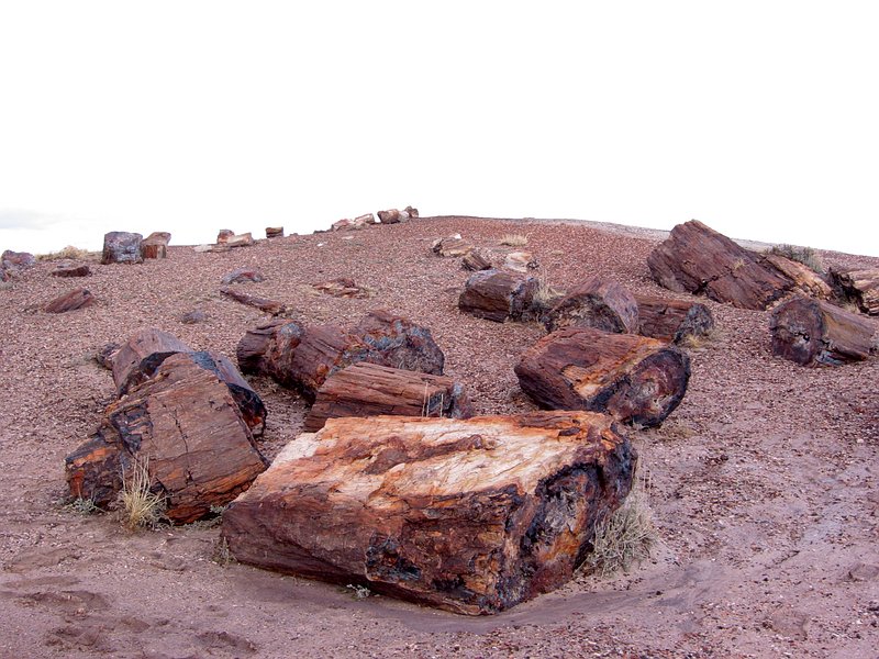������� :: ���������� ��� (Petrified forest) :: ���������� 2