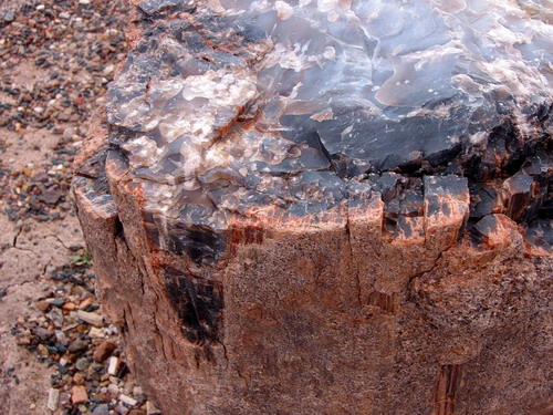 ������� :: ���������� ��� (Petrified forest) ���� 7