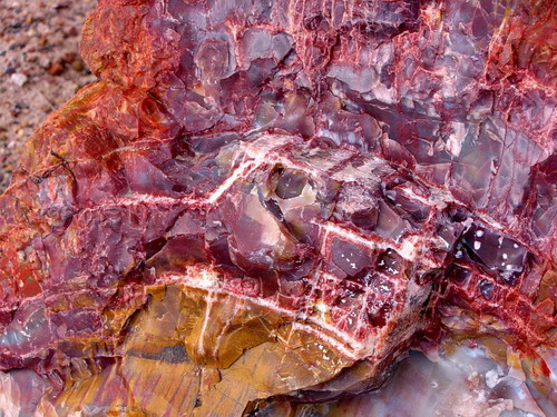������� :: ���������� ��� (Petrified forest) ���� 8