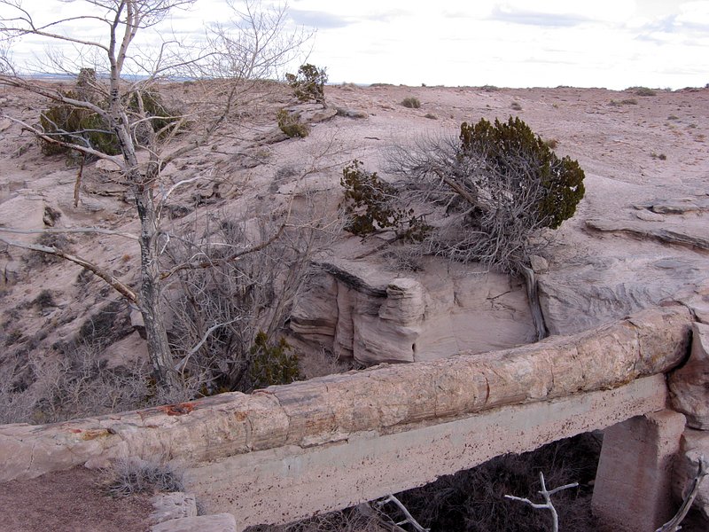 ������� :: ���������� ��� (Petrified forest) :: ���������� 2