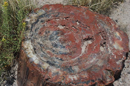 ������� :: ���������� ��� (Petrified forest) ���� 12