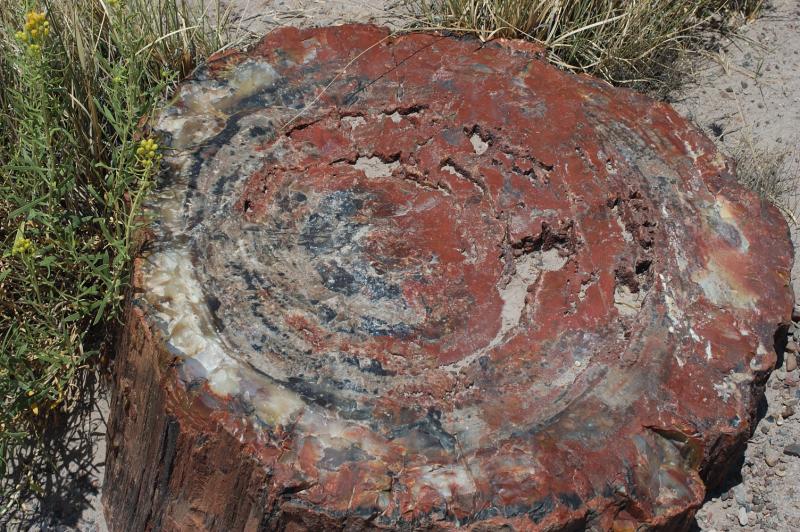 ������� :: ���������� ��� (Petrified forest) :: ���������� 2