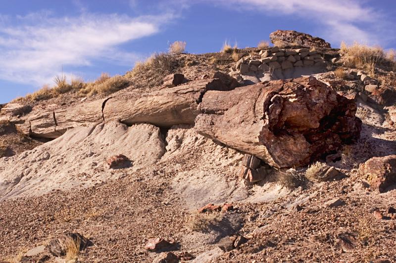 ������� :: ���������� ��� (Petrified forest) :: ���������� 2