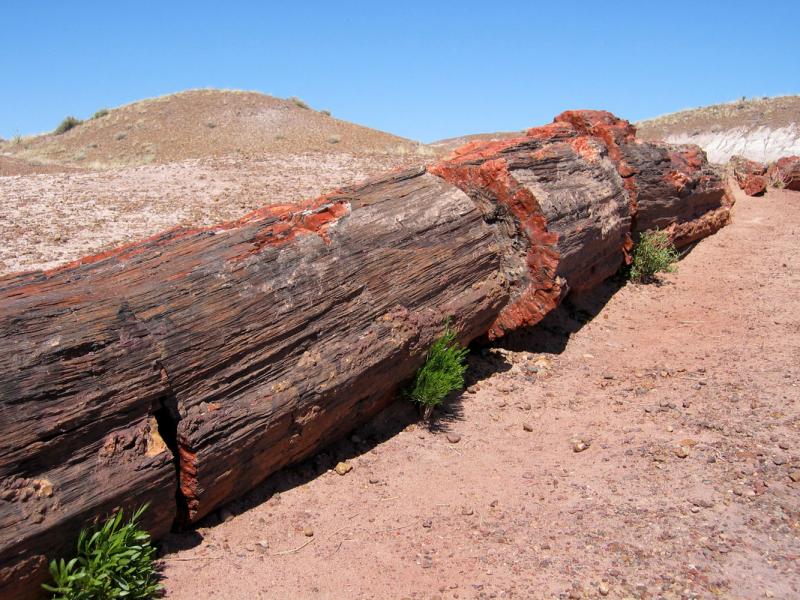 ������� :: ���������� ��� (Petrified forest) :: ���������� 2