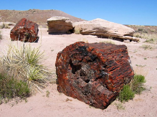 ������� :: ���������� ��� (Petrified forest) ���� 15