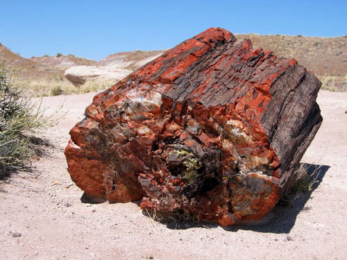 ������� :: ���������� ��� (Petrified forest) ���� 16