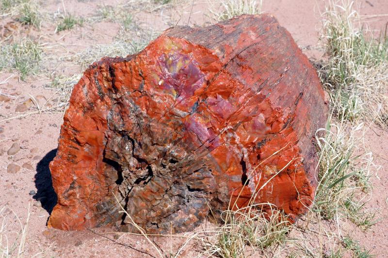 ������� :: ���������� ��� (Petrified forest) :: ���������� 2