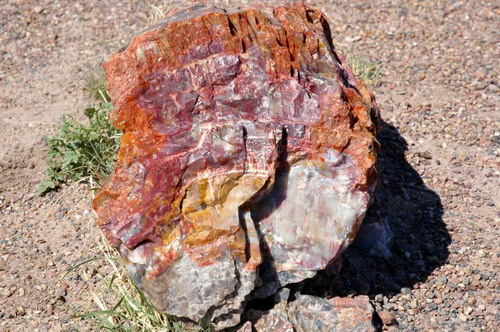 ������� :: ���������� ��� (Petrified forest) ���� 19