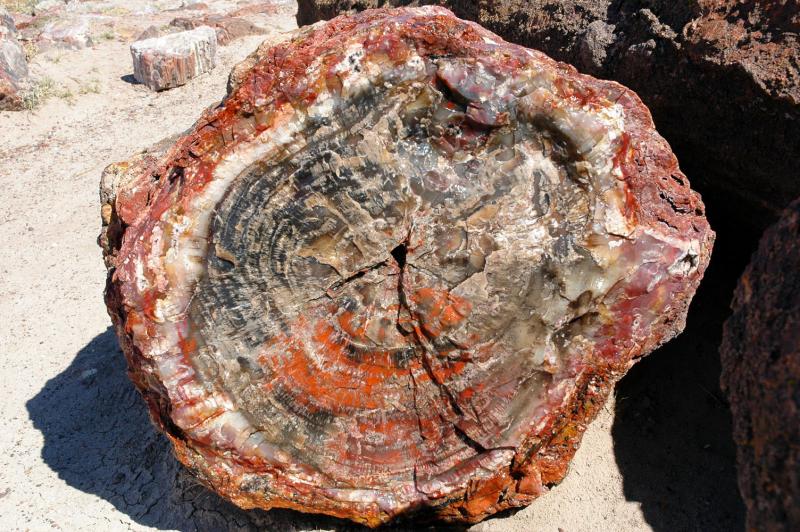������� :: ���������� ��� (Petrified forest) :: ���������� 2