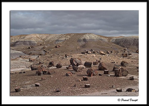 ������� :: ���������� ��� (Petrified forest) ���� 25