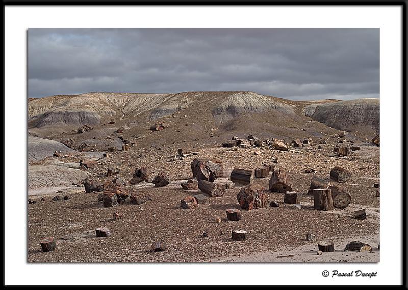 ������� :: ���������� ��� (Petrified forest) :: ���������� 2