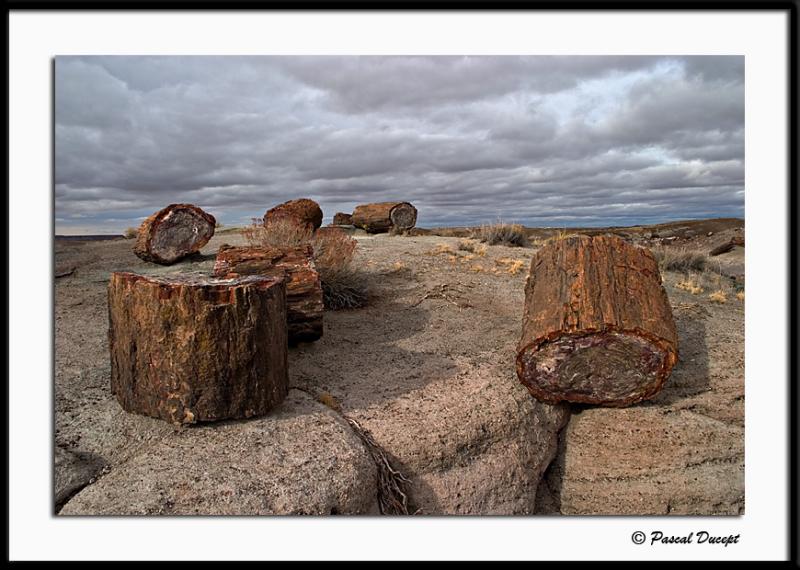 ������� :: ���������� ��� (Petrified forest) :: ���������� 2