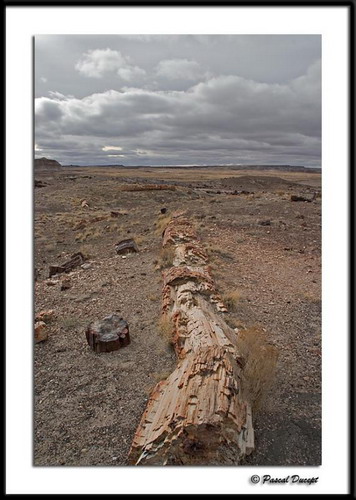 ������� :: ���������� ��� (Petrified forest) ���� 27