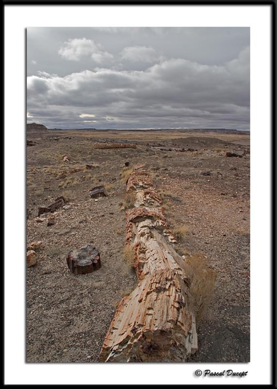 ������� :: ���������� ��� (Petrified forest) :: ���������� 2