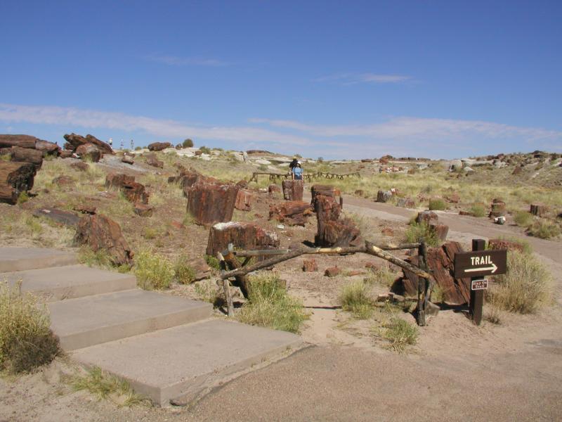 ������� :: ���������� ��� (Petrified forest) :: ���������� 2