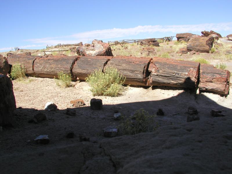 ������� :: ���������� ��� (Petrified forest) :: ���������� 2