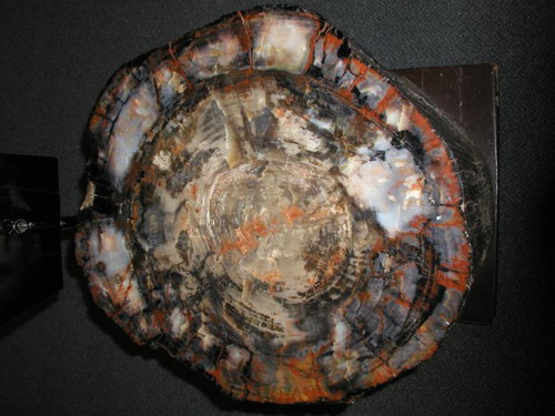 ������� :: ���������� ��� (Petrified forest) ���� 32