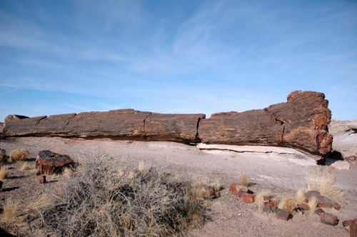 ������� :: ���������� ��� (Petrified forest) ���� 34