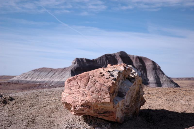 ������� :: ���������� ��� (Petrified forest) :: ���������� 2