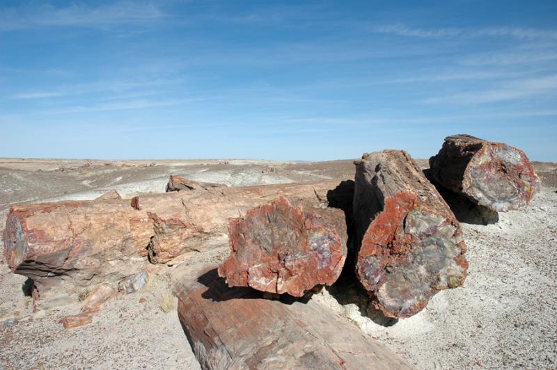 ������� :: ���������� ��� (Petrified forest) :: ���������� 2