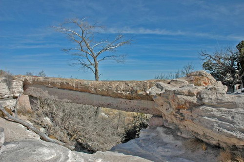 ������� :: ���������� ��� (Petrified forest) ���� 40