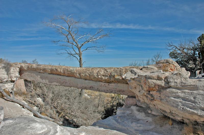 ������� :: ���������� ��� (Petrified forest) :: ���������� 2