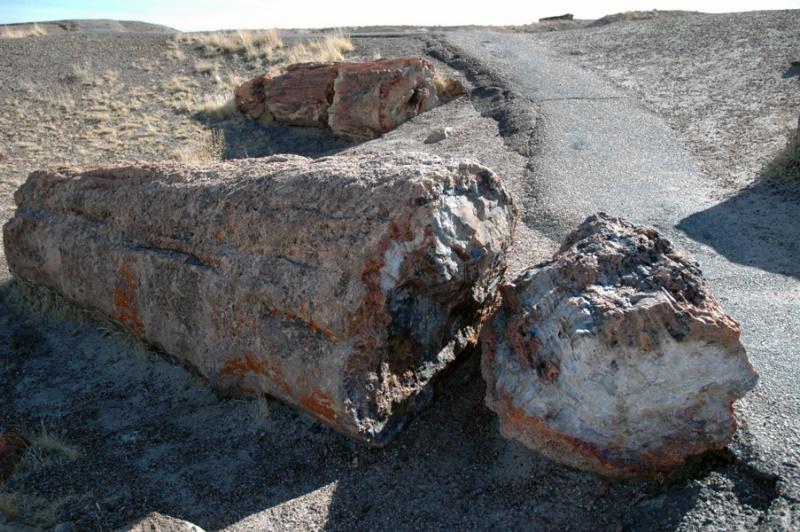 ������� :: ���������� ��� (Petrified forest) :: ���������� 2