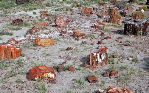 ������� :: ���������� ��� (Petrified forest) ���� 46