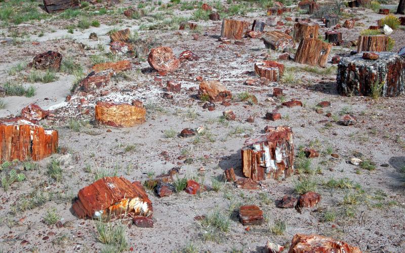 ������� :: ���������� ��� (Petrified forest) :: ���������� 2