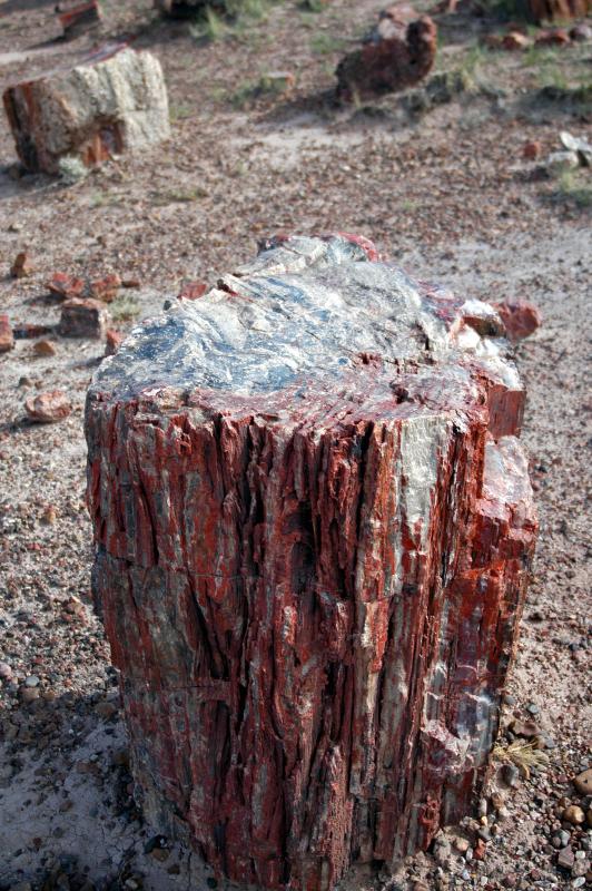 ������� :: ���������� ��� (Petrified forest) :: ���������� 2