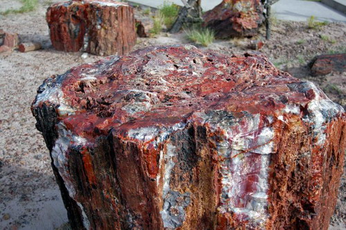 ������� :: ���������� ��� (Petrified forest) ���� 48