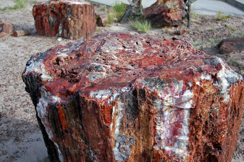 ������� :: ���������� ��� (Petrified forest) :: ���������� 2
