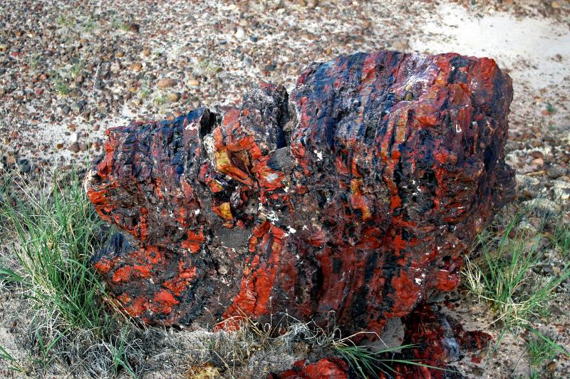 ������� :: ���������� ��� (Petrified forest) :: ���������� 2