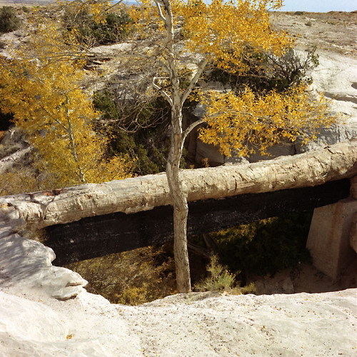 ������� :: ���������� ��� (Petrified forest) ���� 50
