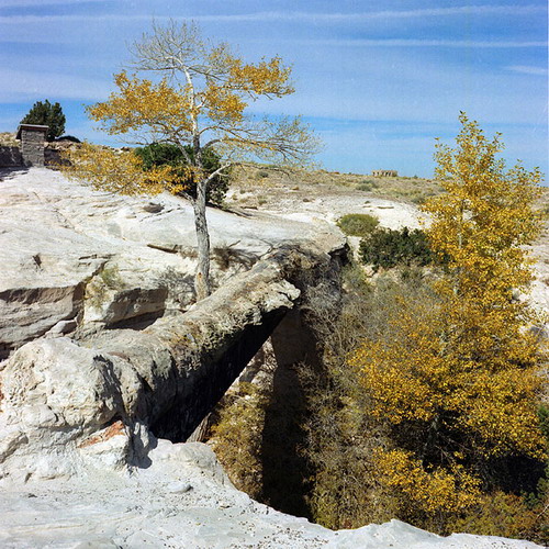 ������� :: ���������� ��� (Petrified forest) ���� 51