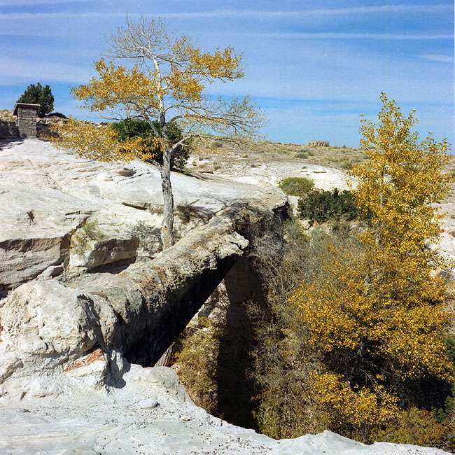 ������� :: ���������� ��� (Petrified forest) :: ���������� 2