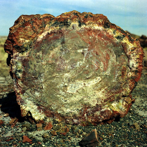������� :: ���������� ��� (Petrified forest) ���� 52