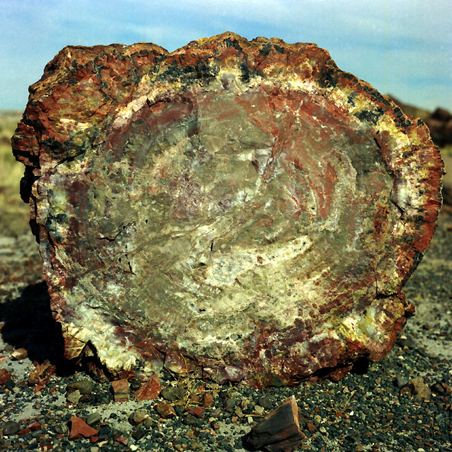 ������� :: ���������� ��� (Petrified forest) :: ���������� 2