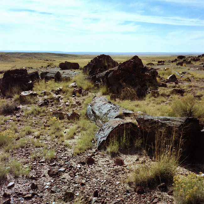 ������� :: ���������� ��� (Petrified forest) :: ���������� 2