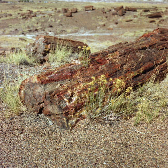 ������� :: ���������� ��� (Petrified forest) :: ���������� 2