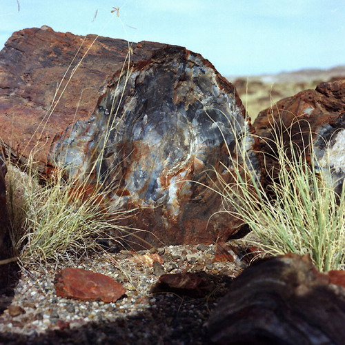 ������� :: ���������� ��� (Petrified forest) ���� 55