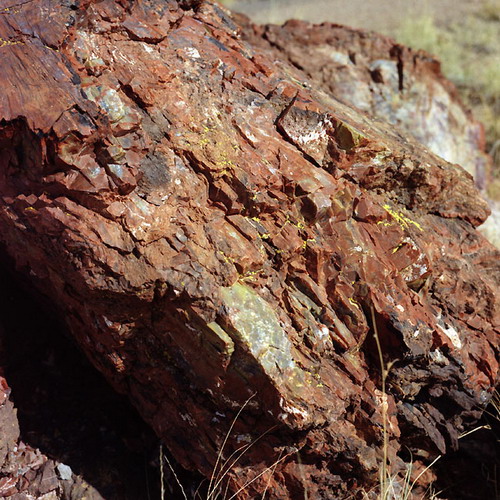������� :: ���������� ��� (Petrified forest) ���� 56